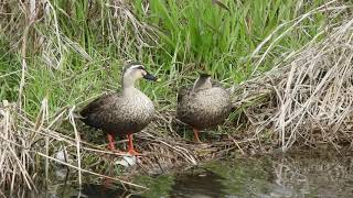 加茂町カルガモ夫妻とコガモ達