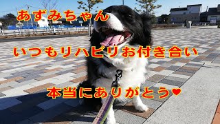 【犬とお出かけ】【ハイエースで車中泊】愛犬ボーダーコリーに感謝♪＾＾　#shorts