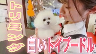 【ホワイトプードル】小さな白いプードルさんの可愛すぎるトリミングシーン。大好きなトリマーさんにスキ♡スキが止まらない。。。