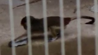 Baby De Brazza's Guenon(Monkey) / ブラッザグエノン(ブラッザモンキー)の赤ちゃん