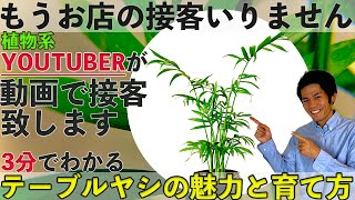 【観葉植物】テーブルヤシの魅力と育て方