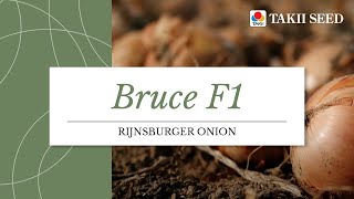 BRUCE F1 | Takii Seed | ENG