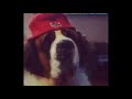 Saint Bernard sings favourite Rap tunes