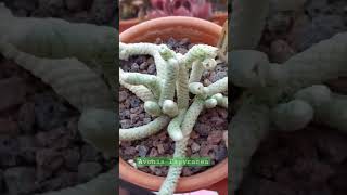 Avonia Papyracea | Cactumania_Spain #cactus #suculentas #shorts