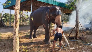 พังดวงดาวเป็นตัวแทนคุณแม่ลีลาวดีลูกร็กกี้ ส่งมอบชุดพลายสมนึก ชุดเขียวเหนี่ยวทรัพย์ ไว้ออกงานคู่⭐🐘