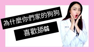 【原來狗狗不是没礼貌！】解密狗狗喜歡舔其他狗狗的GG和聞女生的胯下的秘密！