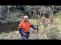 KT017 Kauri Trees Forest | Kauri Tree from Ribbonwood Nurseries | August 2023