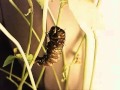 The Gold Rim (Polydamas) Swallowtail Pupates