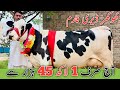 Khokher Dairy Farm | Australian Friesian cows | Jersey cross cows | Jani best