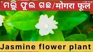 ମଲ୍ଲି ଫୁଲ।। मल्ली फूल।। Mogra Flower l। Jasmine Flower ।।