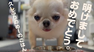 【保護犬めーちゃんのごはん】[ASMR]　お久しぶりです。明けましておめでとうございます。