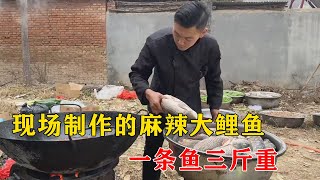 山东大席小王子，现场制作的麻辣大鲤鱼，一条鱼三斤重、麻辣鲜香【小钉探美食】