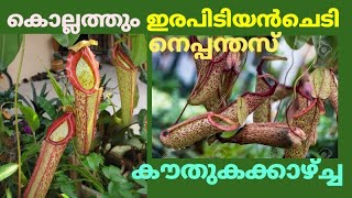 ഇരപിടിയൻ ചെടി നെപെന്തസ് കൊല്ലത്തും I Carnivorous Plant I Nepenthes Pitcher Pant in Malayalam