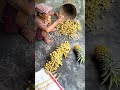 Burmese grapes