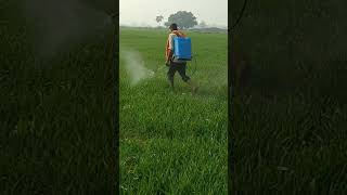 spraying herbicide 2,4-D in wheat crop