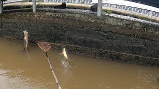 Kích Cá Lăng Nha Dô Ruộng Đẻ Con Nước Lũ Miền Tây | Kích Cá Miền Tây | Catch Fish