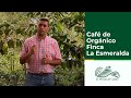 Café de Orgánico Finca La Esmeralda