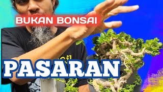 Bonsai Unik Dan Sulit Dicari Di Pasaran