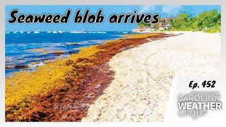 Seaweed blob arrives at coastal beaches [Ep. 452]