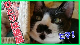 【猫 可愛い 癒し】一緒に遊ぼう～色々かじってみたけど退屈な白黒猫