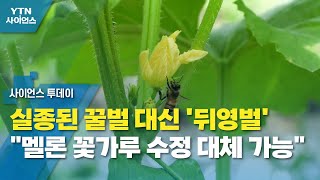 실종된 꿀벌 대신 '뒤영벌'...\