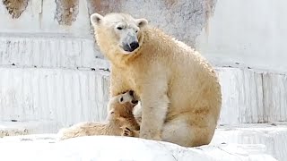 シロクマのホウちゃん💗高台での授乳【天王寺動物園】Polar bear Hou-chan 💗 Breastfeeding on a hill [Tennoji Zoo]