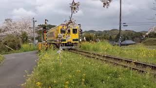 いすみ鉄道きました❗💡実際走ってます🚃💨桜🌸と鉄道と菜の花🟡😄💡✋