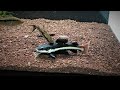 Watch this BEFORE you buy a REDTAIL CATFISH! |  15'' in just 6 MONTHS