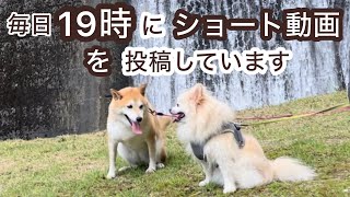 【柴犬 もみさん】お知らせです♪サムネの通りですShibadog Momisan Pomeranian Babo