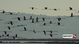 Reportazh në Nartë/ Flamingot rikthehen në shtëpi pas 21 vitesh shtegtim, spektakël në lagunë