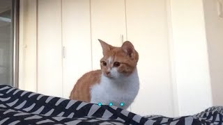 飼い主が起きるのをじっと待つネコ（20180116)【すず/コテツ】