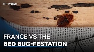 France: Bed bug infestation on the rise as 2024 Olympics draws closer