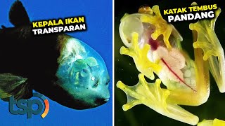 Indahnya Ciptaan Tuhan! Inilah Deretan Hewan Paling Transparan yang Ada di Muka Bumi