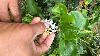 පැෂන් ෆෘට් වගා කරමු Passion Fruit Cultivation