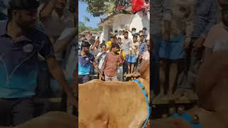 #trending #cow gadanki jallikattu videos