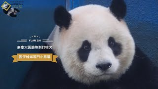 20211225 認真的女熊最美麗，圓仔等門小熊睜著無辜眼神等飯飯篇 The Giant Panda Yuan Zai