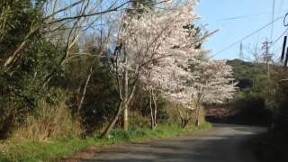 お花見ドライブ気分(^-^)水俣市中尾山