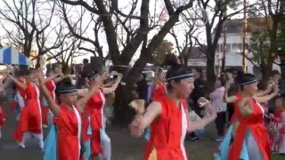 パワフルさん 綾瀬ｲﾙﾐﾈｰｼｮﾝdeよさこい乱舞　流し踊り