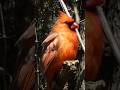 Northern Cardinal Singing | Bird