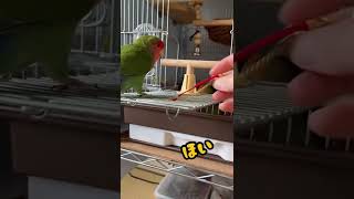 ケージが乗っ取られた#shorts #birds #インコ #コザクラインコ