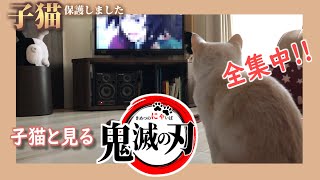 子猫と「鬼滅の刃」1～3話を鑑賞したらアニメに影響されすぎた - ミルクティーのような子猫♀保護しました【4ヶ月と2週間】