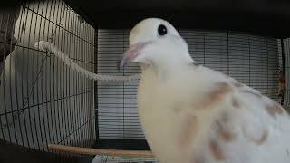 Live cam Petdoves - Emilio + Olivia (petcam)