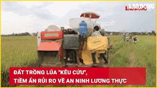 tiềm ẩn rủi ro về an ninh lương thực | Báo Lao Động
