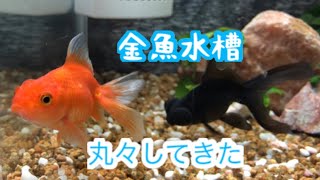 金魚水槽を始めて二ヶ月経ちました！ 和金、デメキン、浜錦チームの様子 エサやり動画 らんちゅうチームとピンポンパールのえさやりも