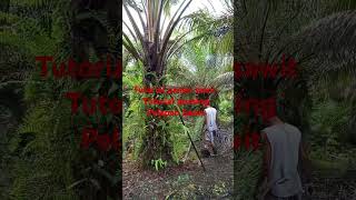 Tutorial panen sawit | Tutorial Pruning pelepah sawit #panensawitsegar #pruningpokoksawitgondrong