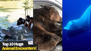Top 10 Huge Animal Encounters!