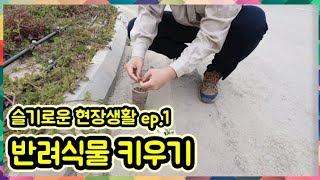 슬기로운 현장생활 ep.1 반려식물 키우기