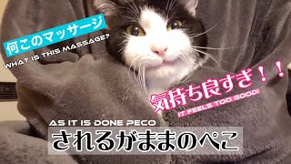 フェイスマッサージ！されるがままのペコのお顔が面白い！cat video #猫動画 #ハチワレ猫　#ぺこちゃん　#保護猫　【猫好きさんマッタリ鑑賞用動画】