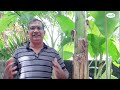 🌱 benefits of applying fish fertilizer for plants 🌱 മത്സ്യവളം ഉപയോഗിച്ചാലുള്ള ഗുണങ്ങൾ