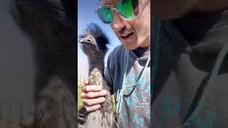 Patty the emu is nicer then Karen the emu! Kalan here at The Rylee Ranch!